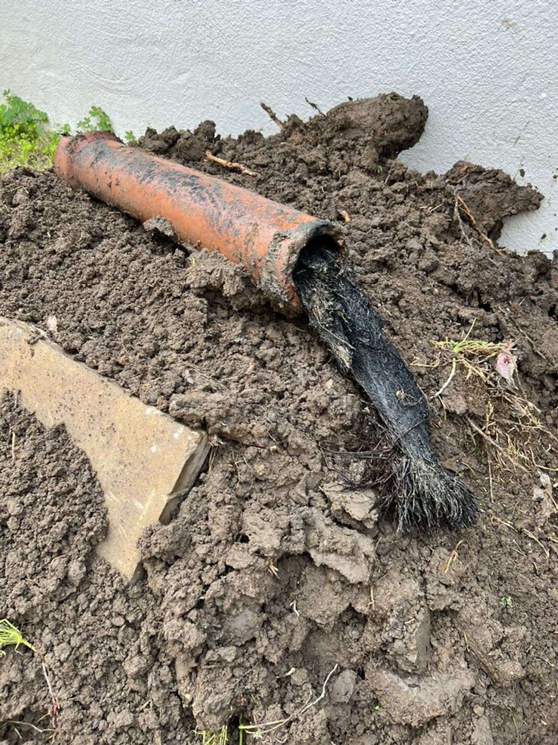 A section of old orange clay sewer pipe lying in dirt beside a trench, with a thick tail of roots pulled out of it