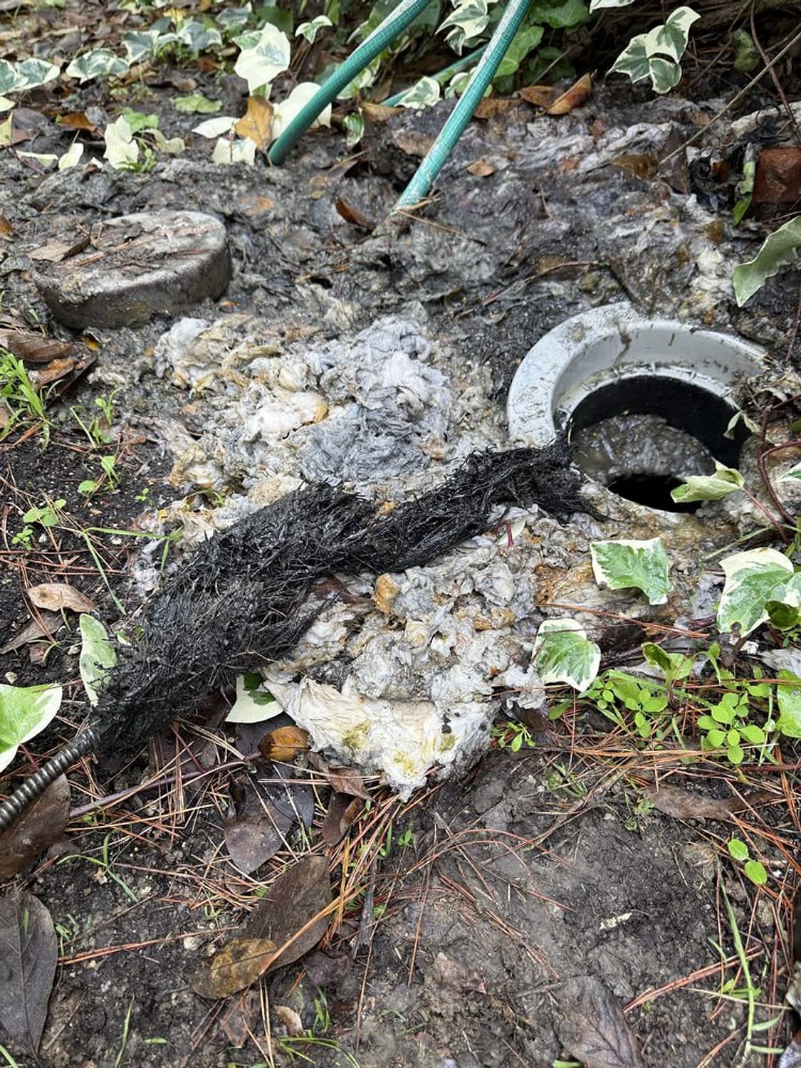 A mass of tree roots pulled from a sewer line, lying on the ground next to an open cleanout among plants